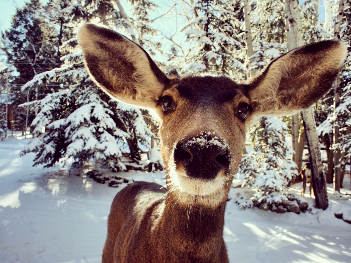 Windows of Opportunity