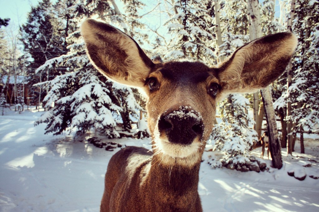 Windows of Opportunity